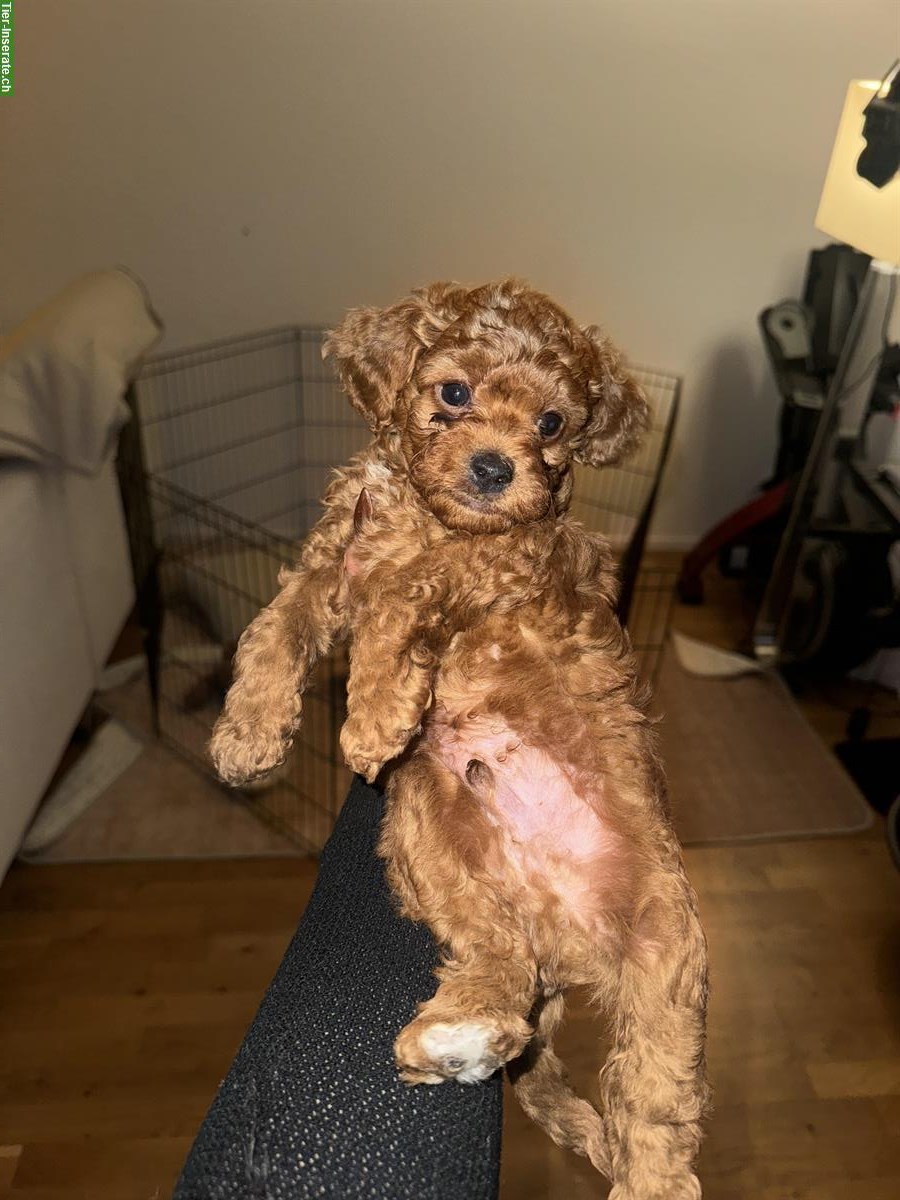 Bild 4: Toy Pudel Welpen, Rüden zu verkaufen