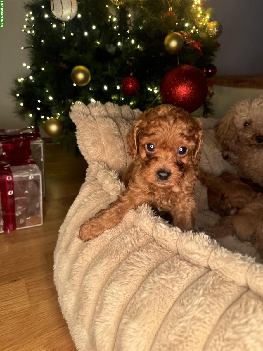 Bild 5: Toy Pudel Welpen, Rüden zu verkaufen