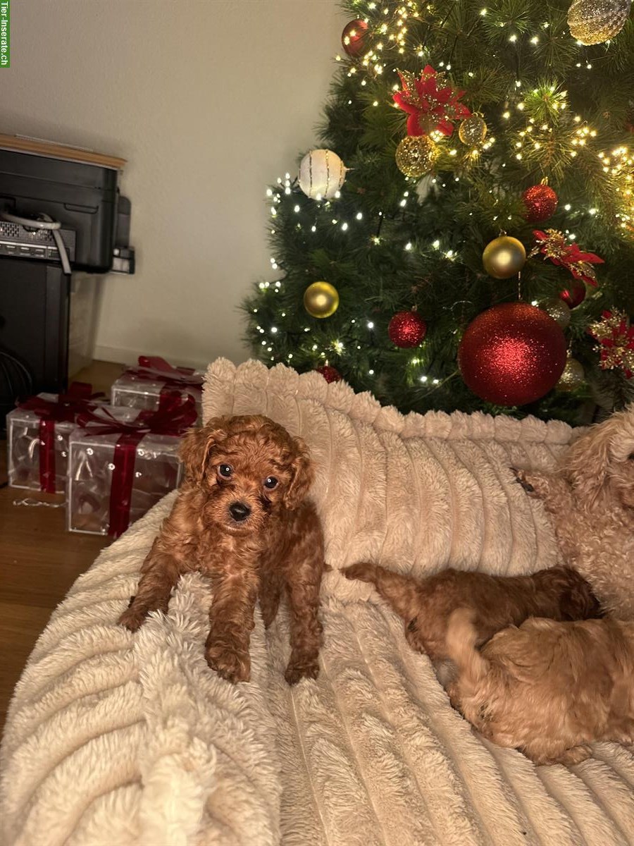 Bild 6: Toy Pudel Welpen, Rüden zu verkaufen