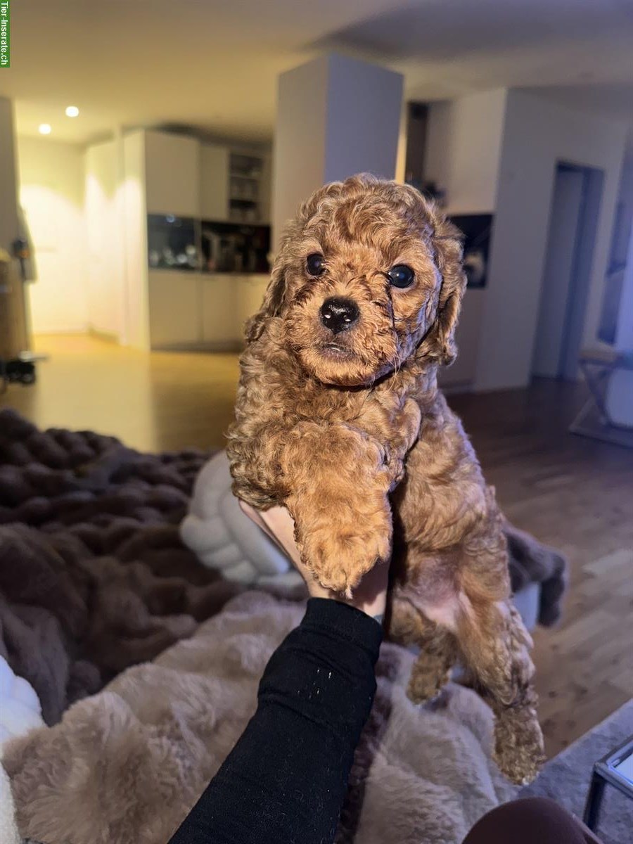 Bild 7: Toy Pudel Welpen, Rüden zu verkaufen