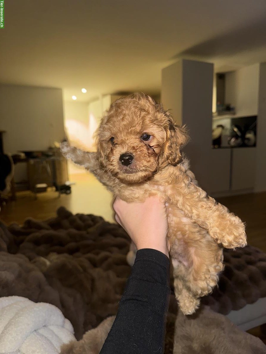 Bild 8: Toy Pudel Welpen, Rüden zu verkaufen