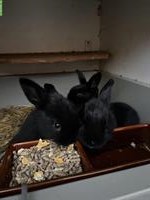 Schwarze Zwergkaninchen und Blau-Lohkaninchen