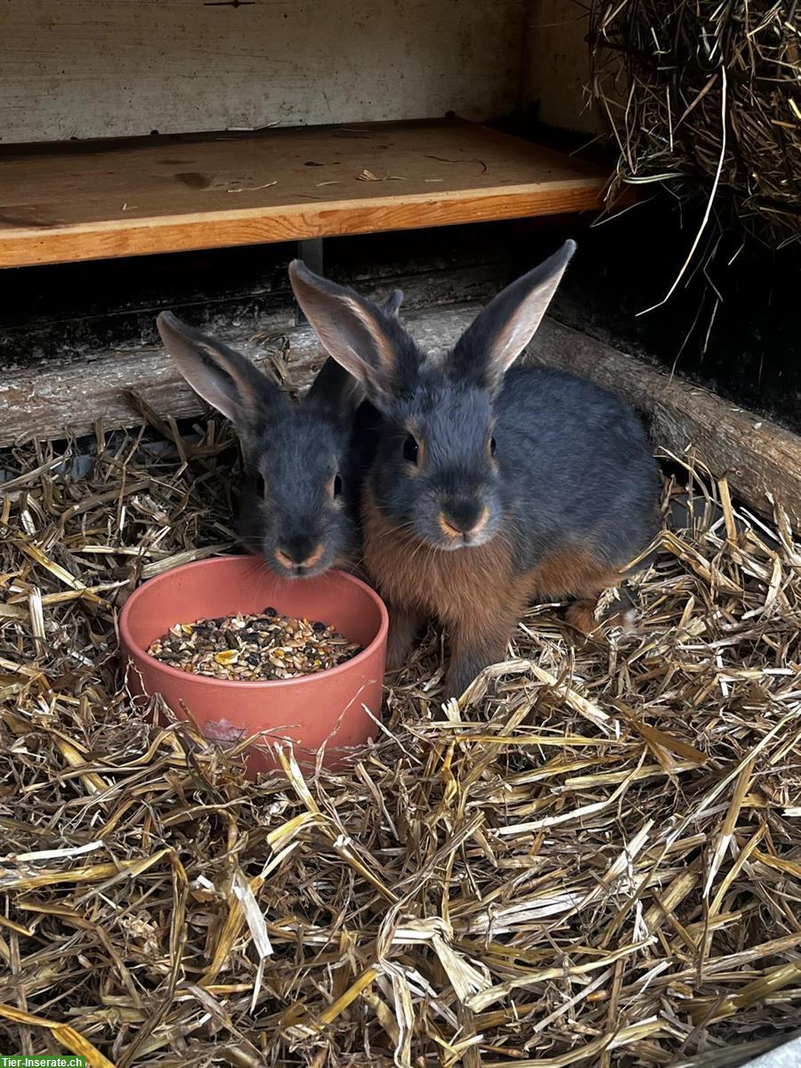 Bild 2: Schwarze Zwergkaninchen und Blau-Lohkaninchen