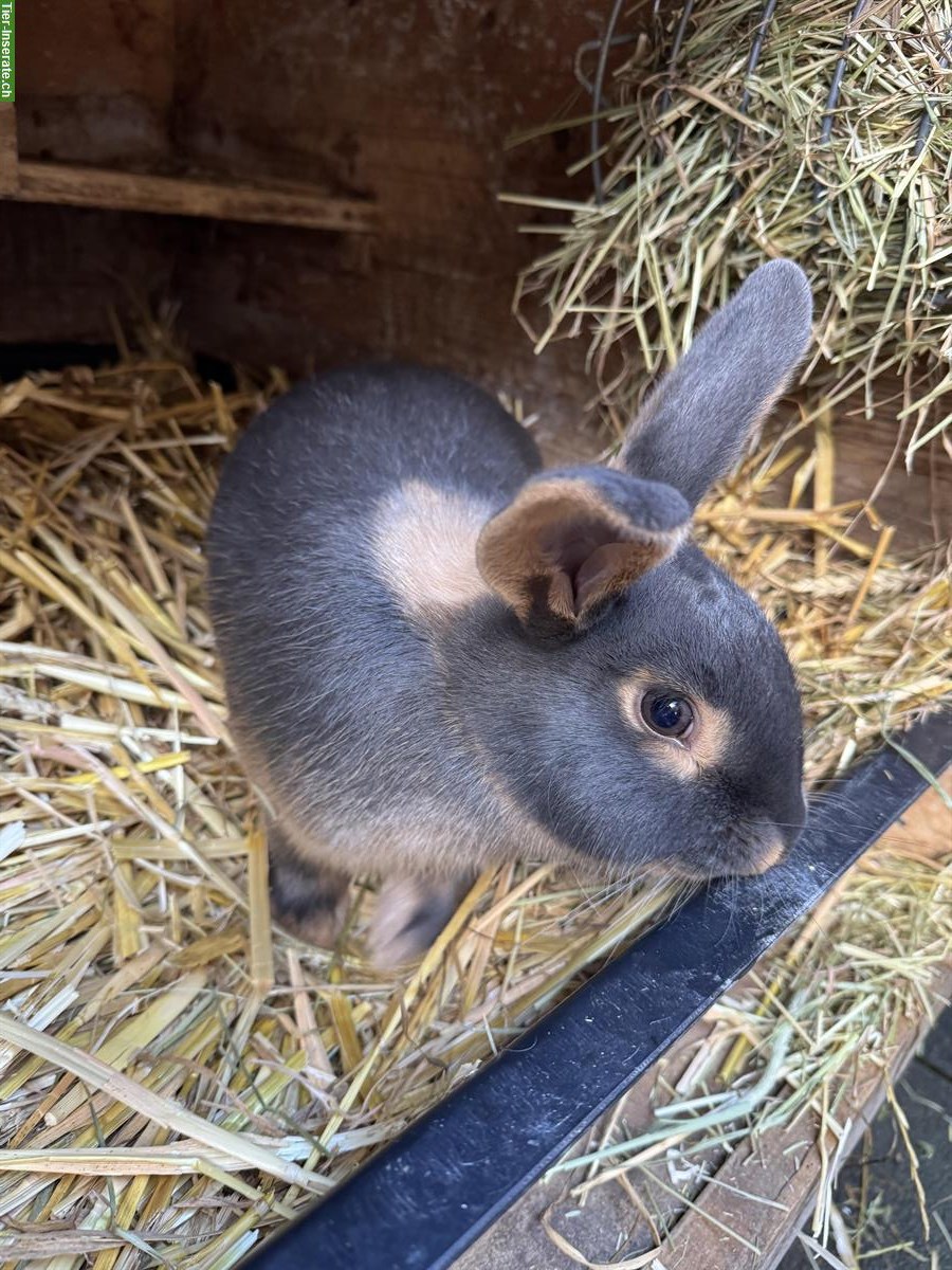 Lohkaninchen, weiblich zu verkaufen