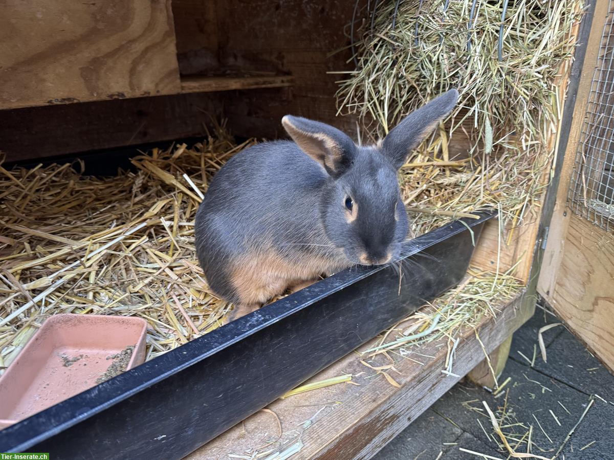 Bild 2: Lohkaninchen, weiblich zu verkaufen