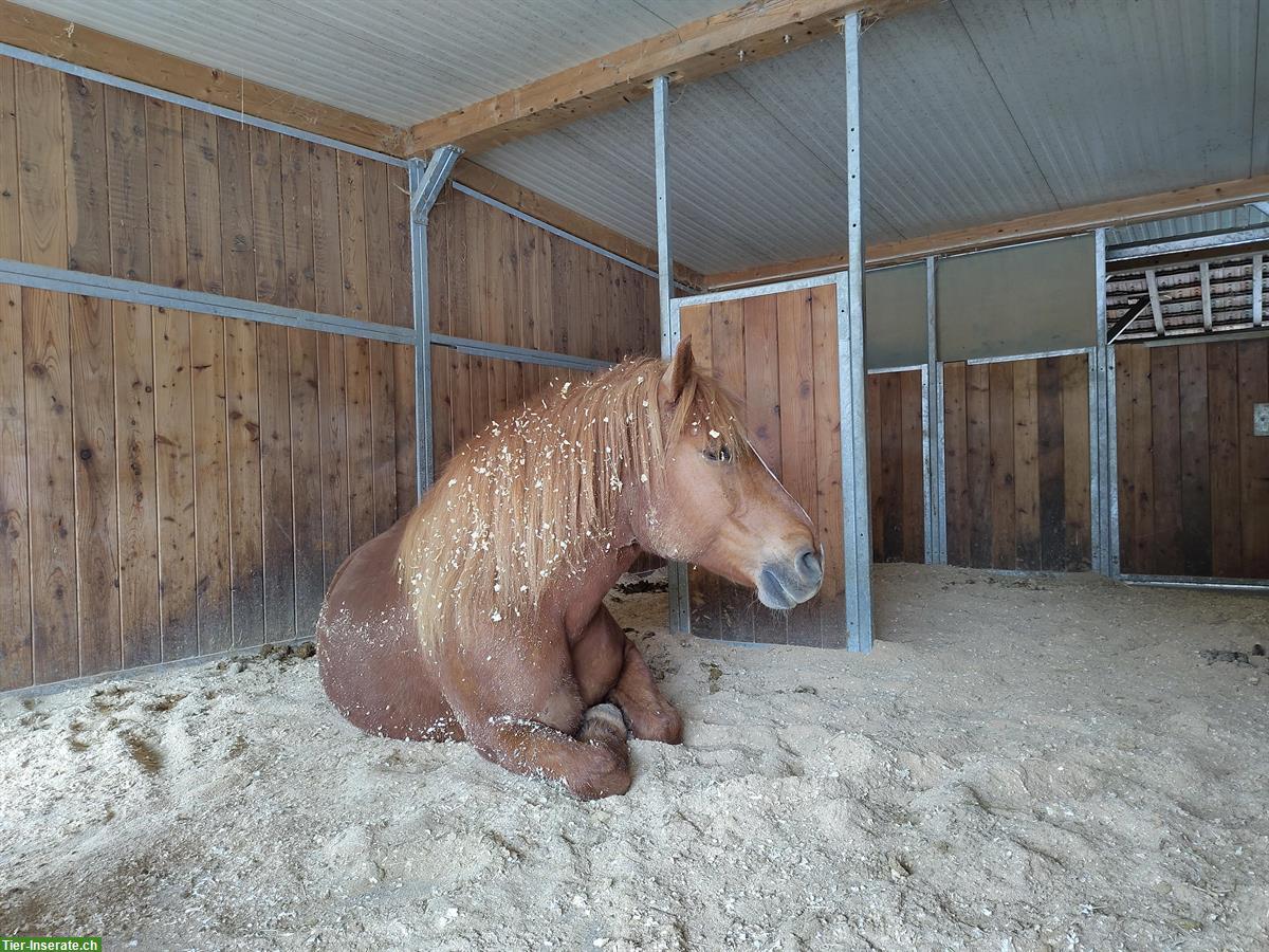 Pflegebeteiligung / Pferdfreund für Spaziergänge und Bodenarbeit