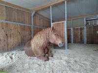 Pflegebeteiligung / Pferdfreund für Spaziergänge und Bodenarbeit