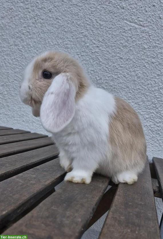 3 junge Zwergwidder zu verkaufen
