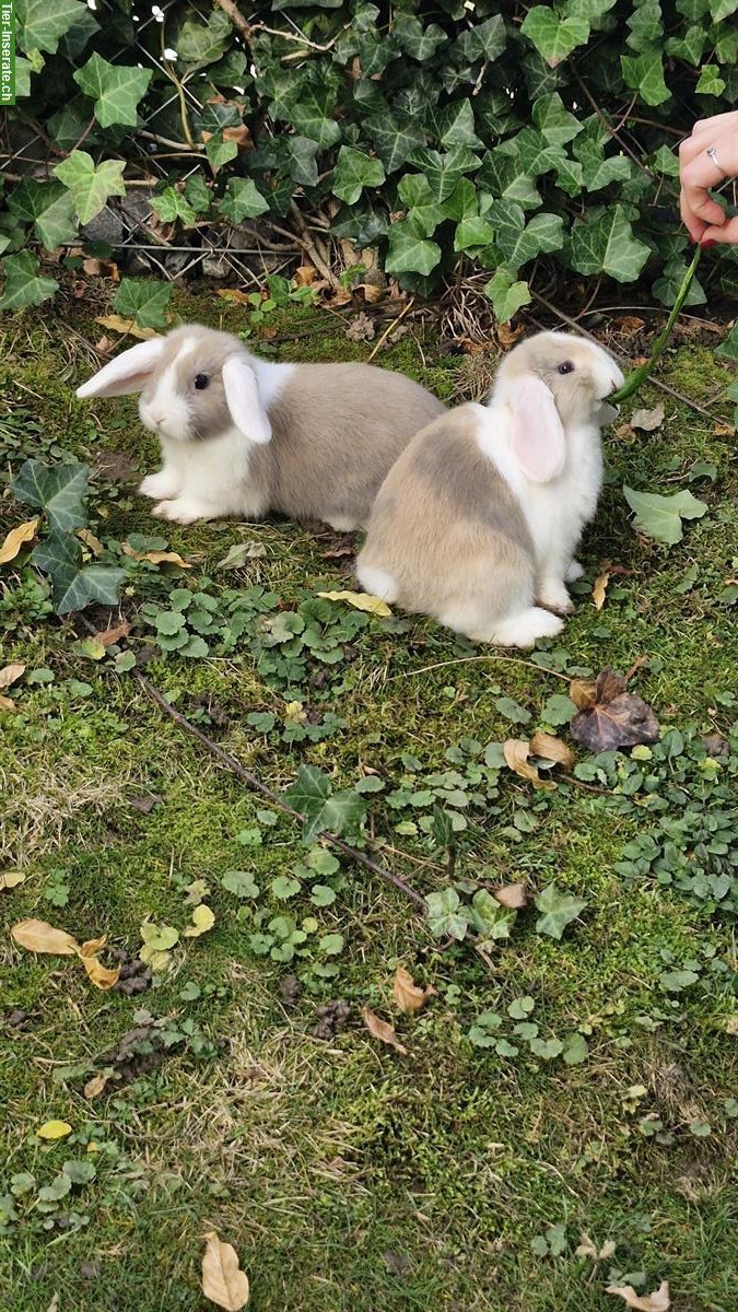 Bild 2: 3 junge Zwergwidder zu verkaufen