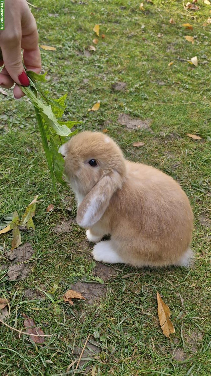 Bild 3: 3 junge Zwergwidder zu verkaufen