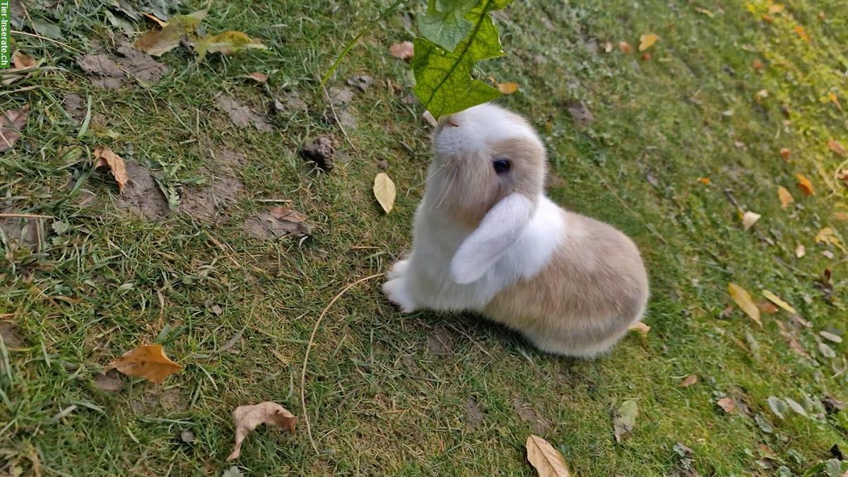 Bild 4: 3 junge Zwergwidder zu verkaufen