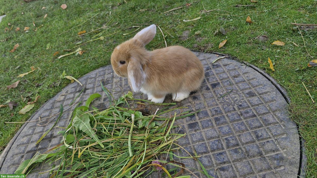 Bild 5: 3 junge Zwergwidder zu verkaufen