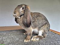 Französischer Widder Zibbe grau, aus Vereinszucht