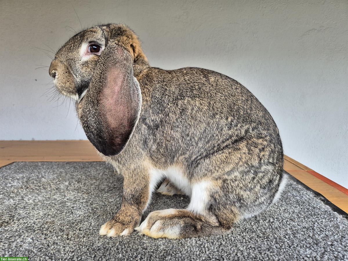 Bild 2: Französischer Widder Zibbe grau, aus Vereinszucht