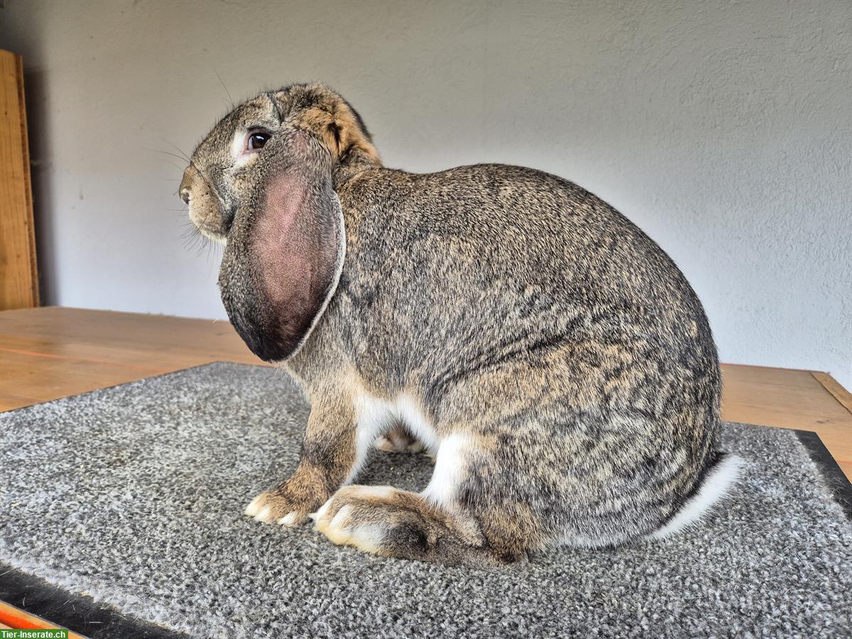 Bild 3: Französischer Widder Zibbe grau, aus Vereinszucht