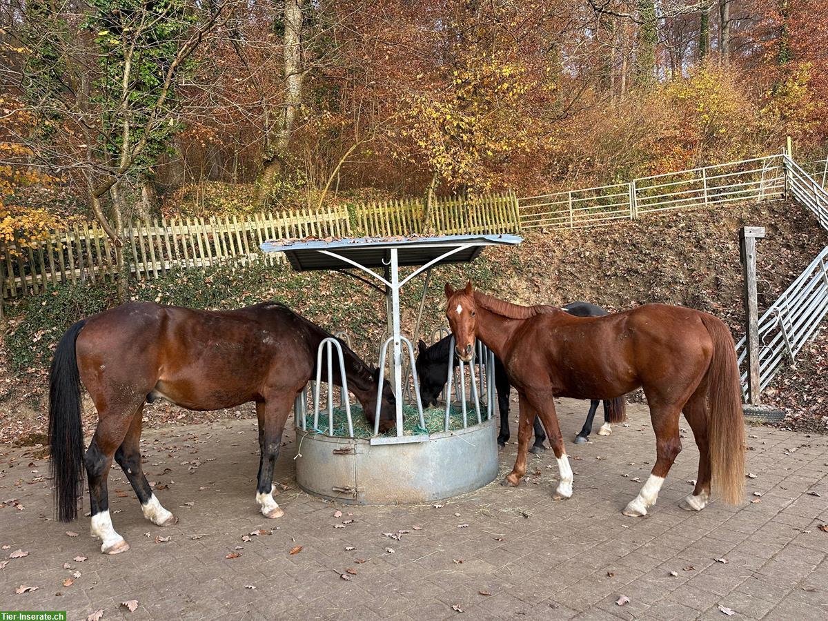 Selbstversorger Stall in Oberweningen ZH