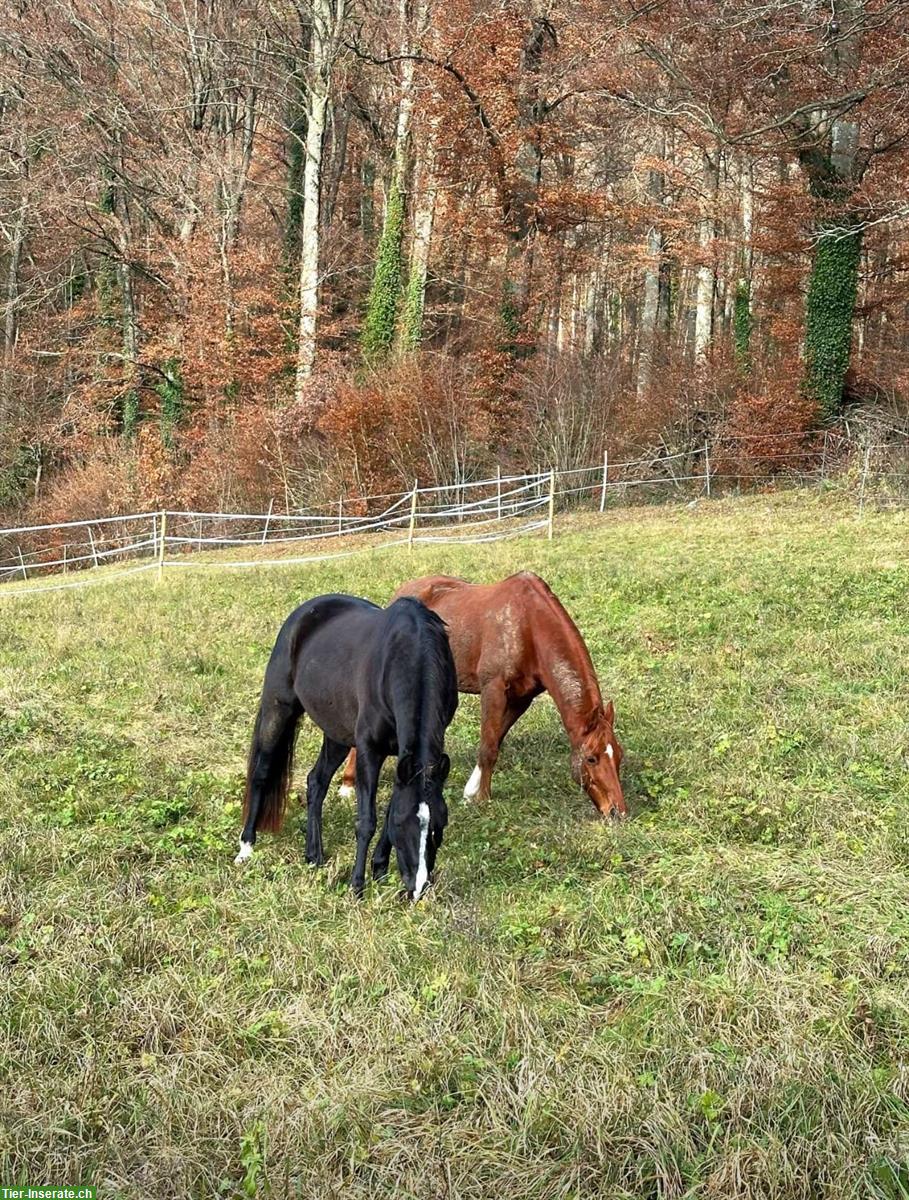 Bild 2: Selbstversorger Stall in Oberweningen ZH