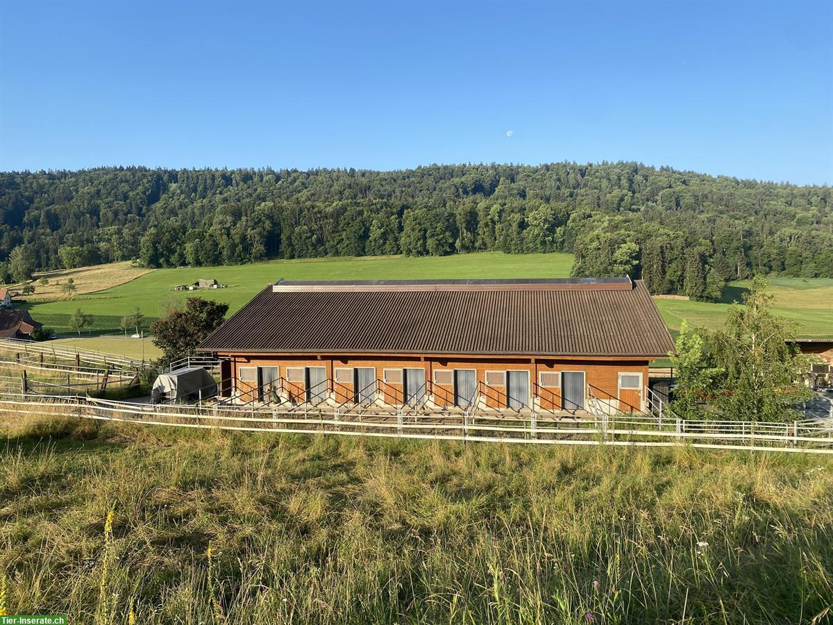 Reha-Plätze für Pferde & Ponys mit professioneller Betreuung