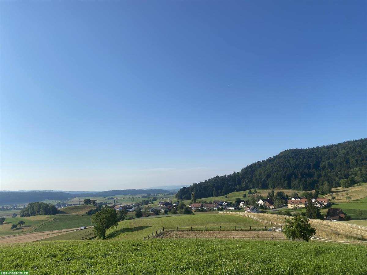 Bild 2: Reha-Plätze für Pferde & Ponys mit professioneller Betreuung