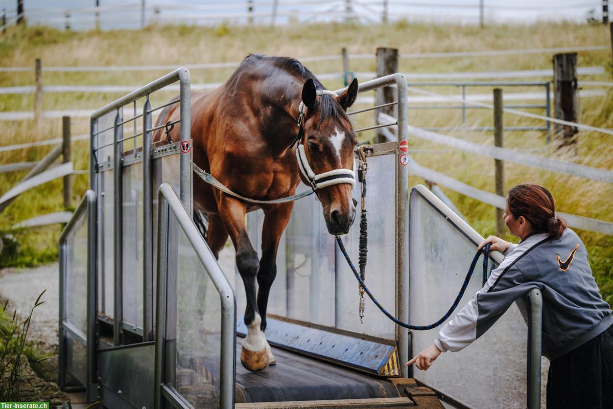 Bild 3: Reha-Plätze für Pferde & Ponys mit professioneller Betreuung