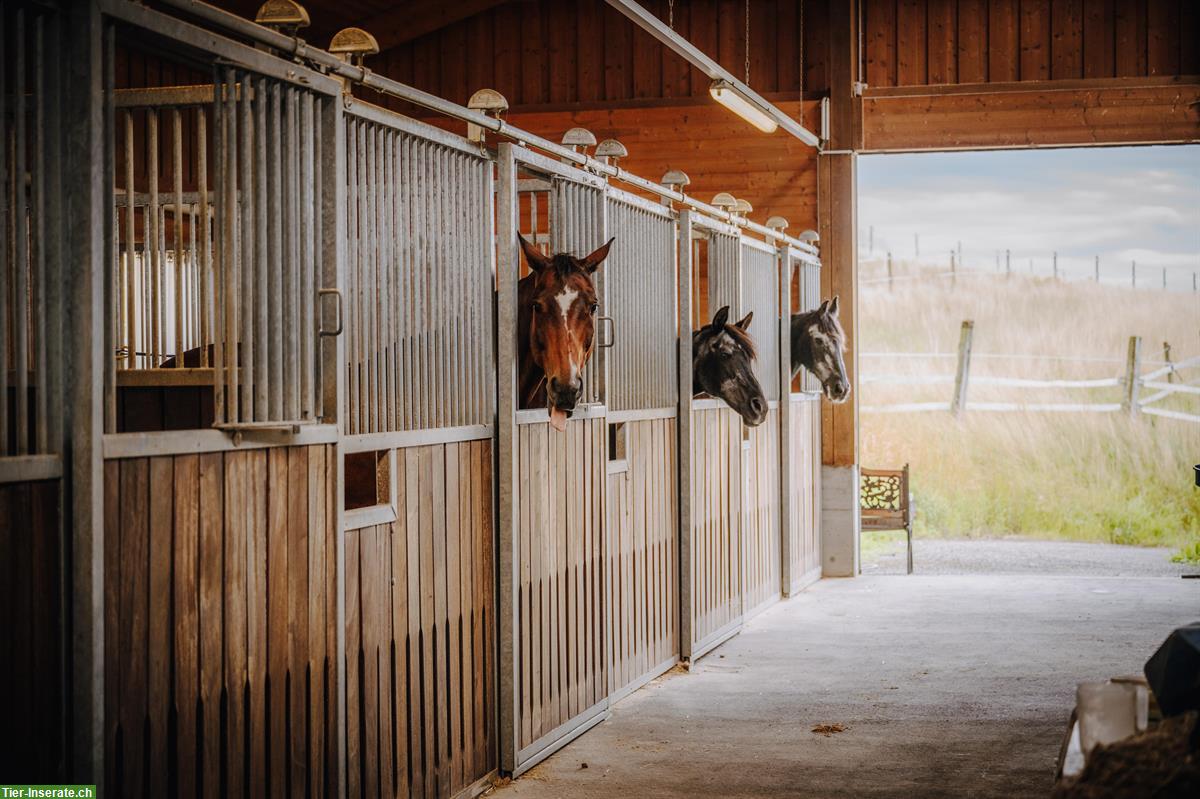 Bild 4: Reha-Plätze für Pferde & Ponys mit professioneller Betreuung