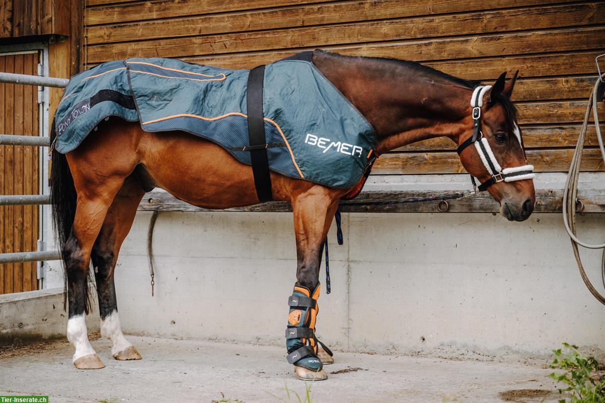 Bild 5: Reha-Plätze für Pferde & Ponys mit professioneller Betreuung