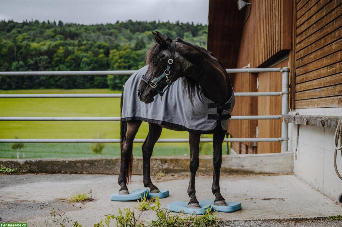 Bild 7: Reha-Plätze für Pferde & Ponys mit professioneller Betreuung