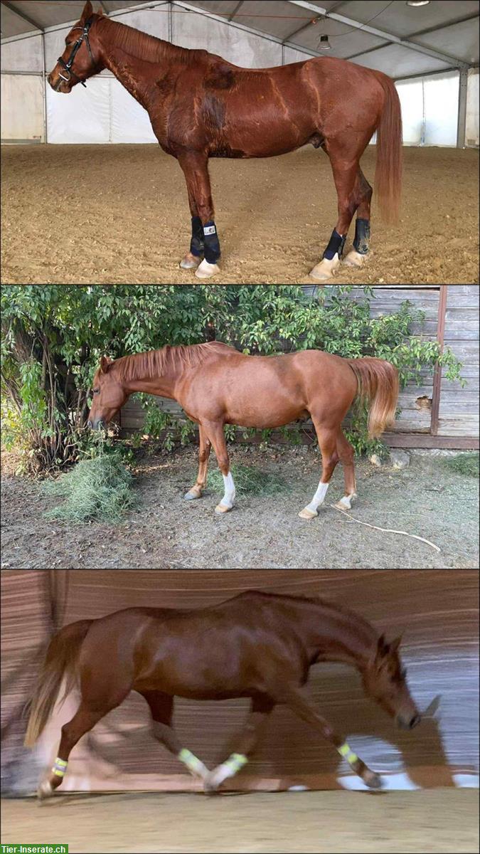 Bild 8: Reha-Plätze für Pferde & Ponys mit professioneller Betreuung