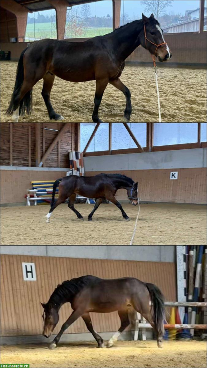 Bild 9: Reha-Plätze für Pferde & Ponys mit professioneller Betreuung