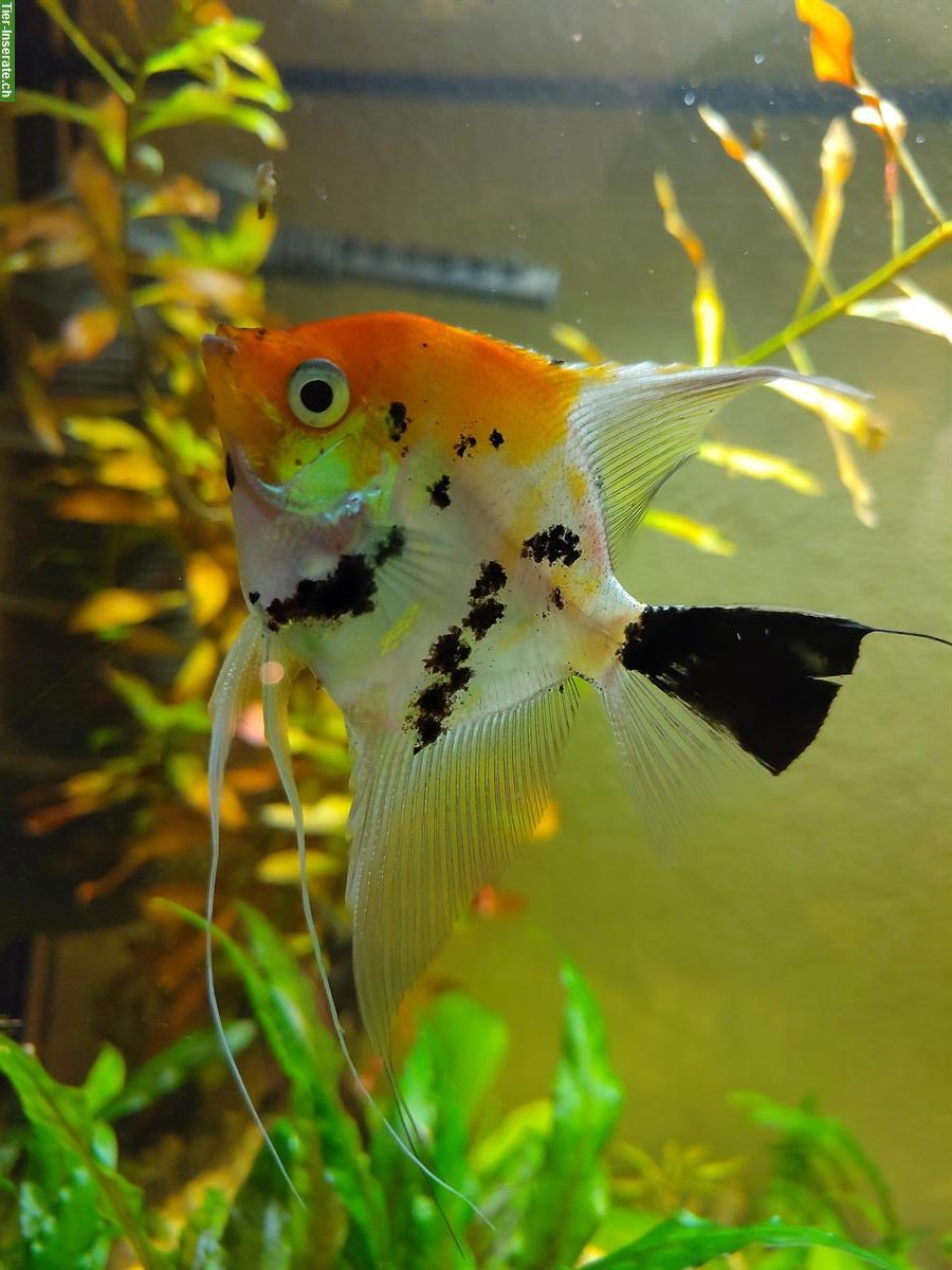 3 schöne Skalare (Segelflosser) gratis abzugeben