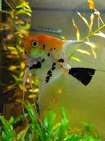 3 schöne Skalare (Segelflosser) gratis abzugeben