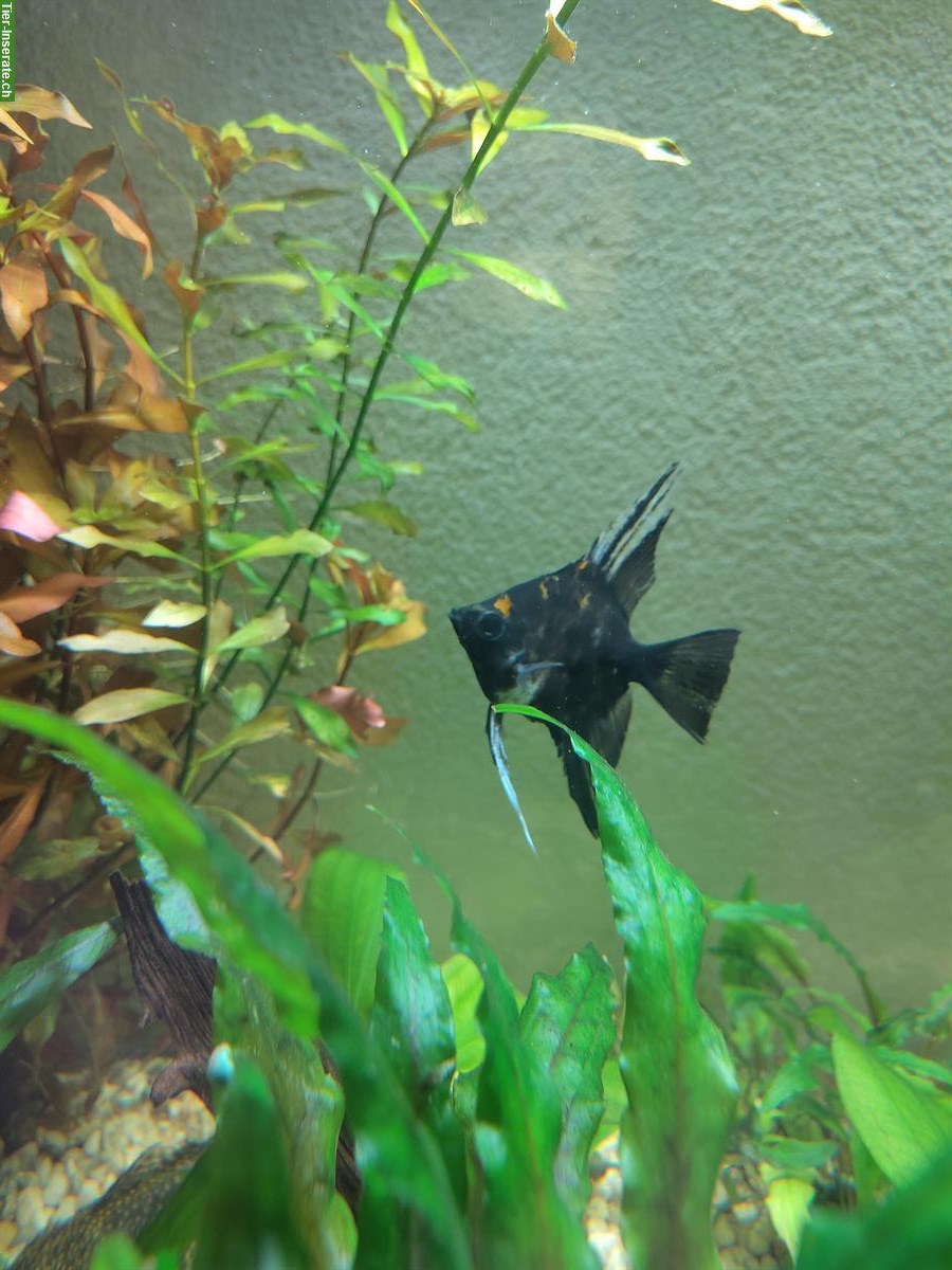 Bild 2: 3 schöne Skalare (Segelflosser) gratis abzugeben