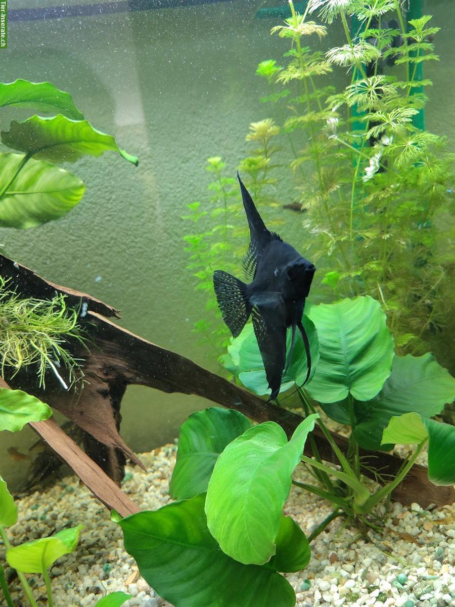 Bild 3: 3 schöne Skalare (Segelflosser) gratis abzugeben