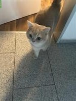 Sehr lieber BKH Kater gegen symbolische Gebühr abgegeben