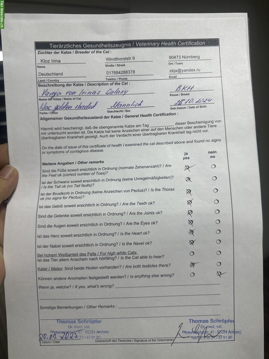 Bild 4: Sehr lieber BKH Kater, 1 Jahr alt, kastriert abzugeben