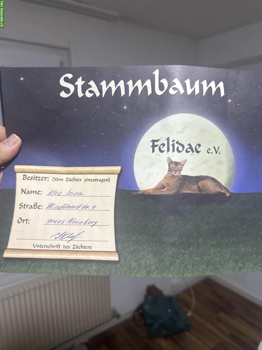 Bild 5: Sehr lieber BKH Kater, 1 Jahr alt, kastriert abzugeben