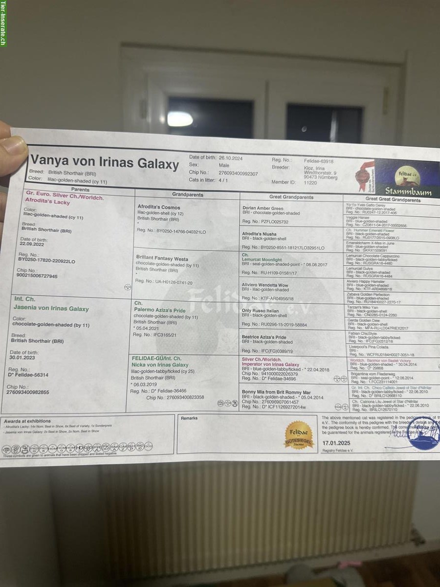 Bild 6: Sehr lieber BKH Kater, 1 Jahr alt, kastriert abzugeben