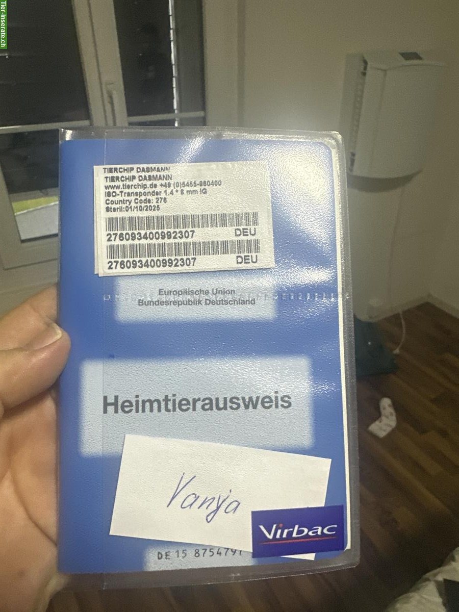 Bild 7: Sehr lieber BKH Kater, 1 Jahr alt, kastriert abzugeben