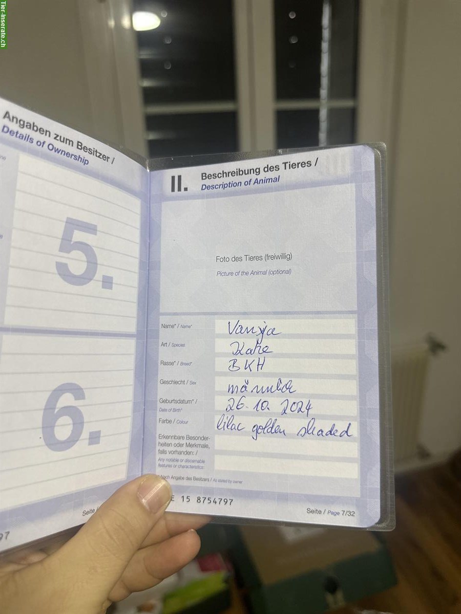 Bild 8: Sehr lieber BKH Kater, 1 Jahr alt, kastriert abzugeben