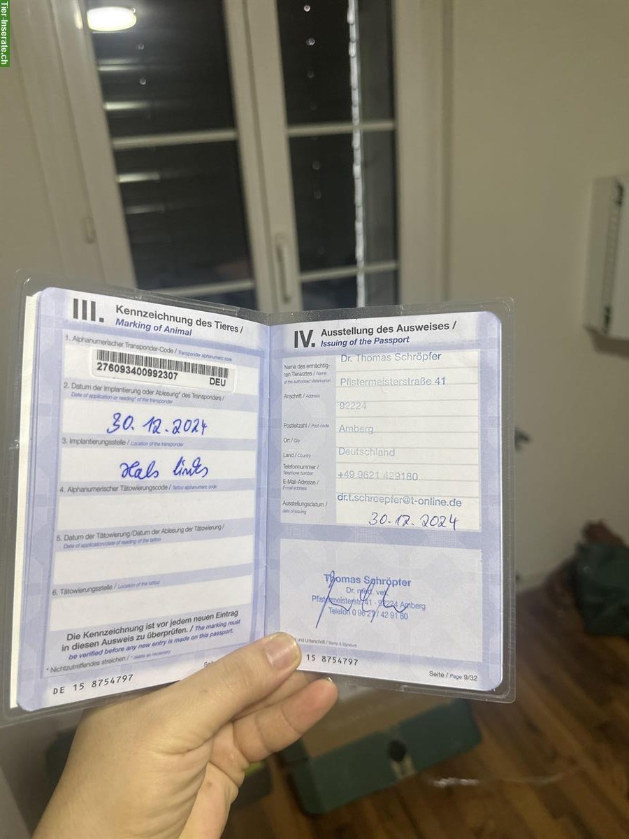 Bild 9: Sehr lieber BKH Kater, 1 Jahr alt, kastriert abzugeben