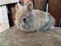 Junge Löwenkopf Zwergkaninchen zu verkaufen