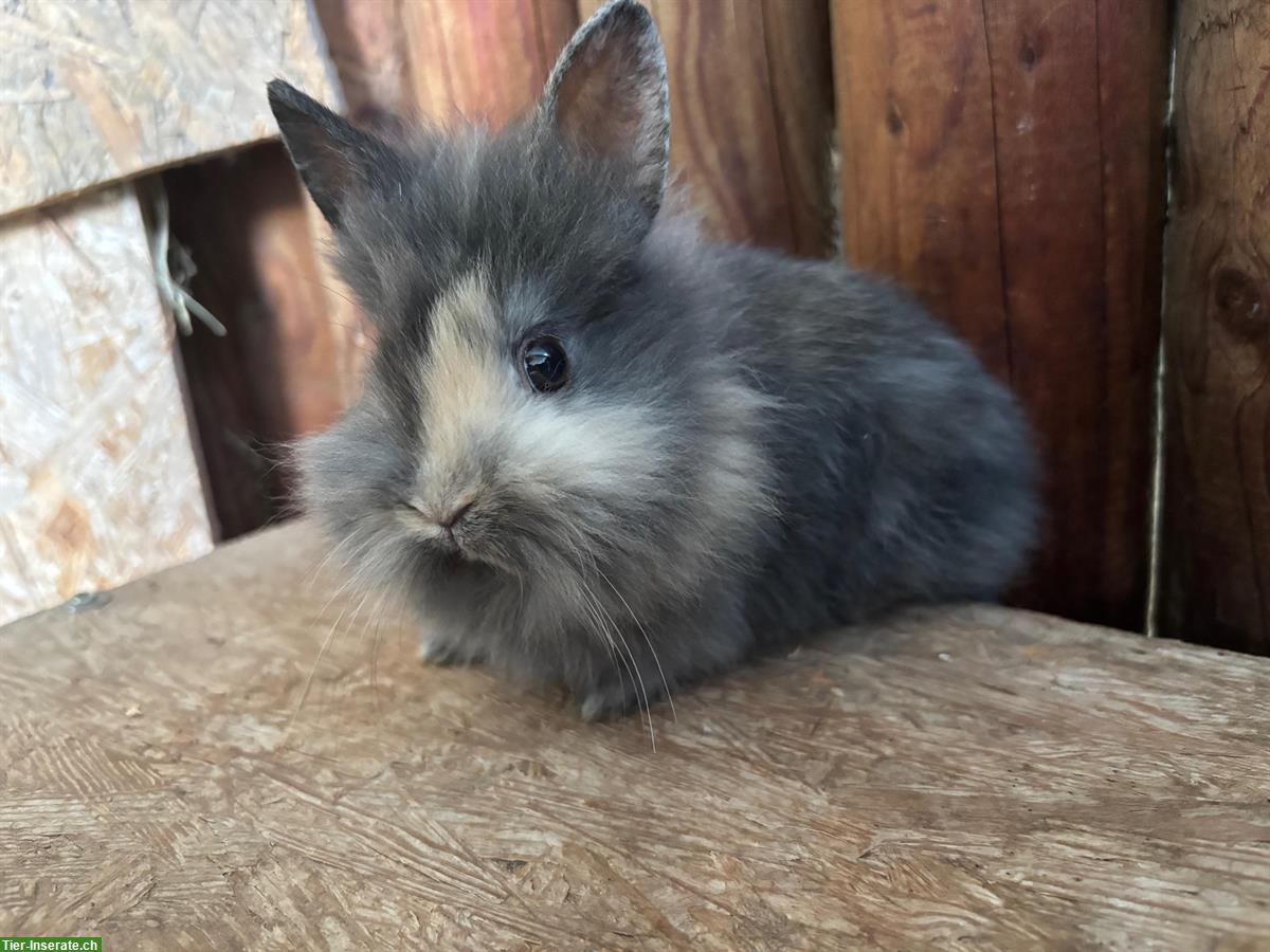 Bild 2: Junge Löwenkopf Zwergkaninchen zu verkaufen