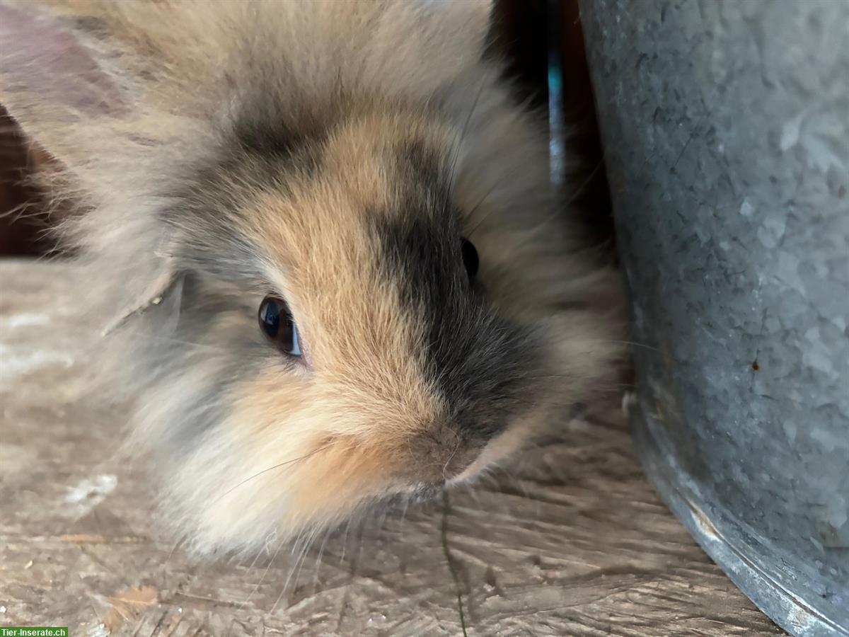 Bild 3: Junge Löwenkopf Zwergkaninchen zu verkaufen