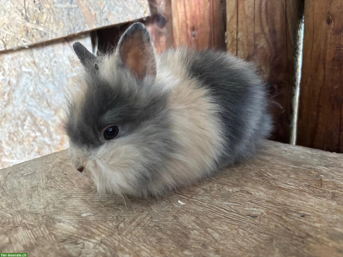 Bild 4: Junge Löwenkopf Zwergkaninchen zu verkaufen