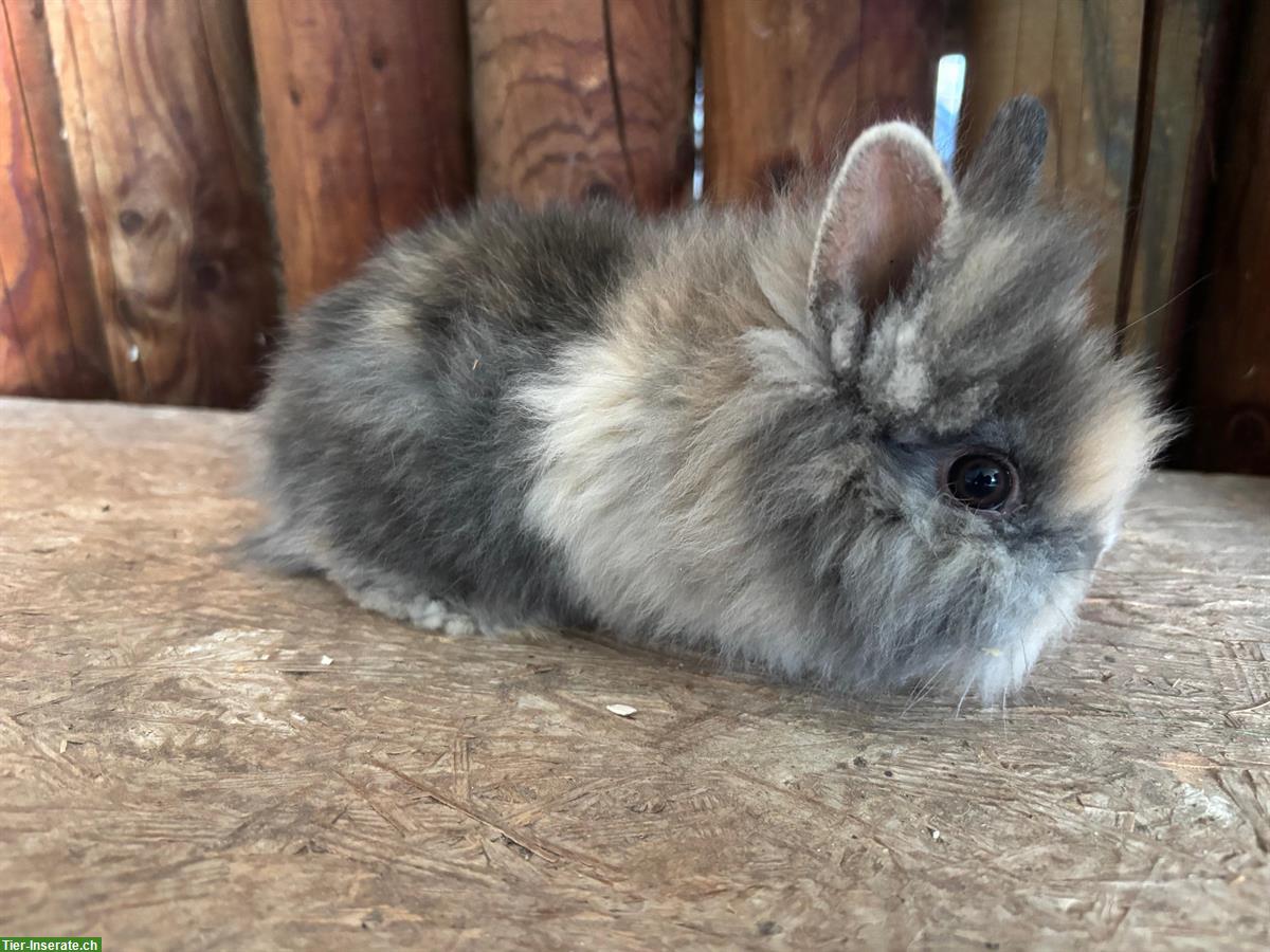 Bild 5: Junge Löwenkopf Zwergkaninchen zu verkaufen