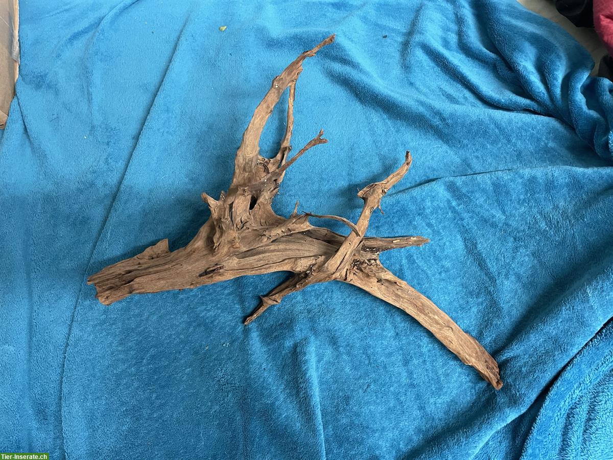 Grosse Mangrovenwurzel fürs Aquarium