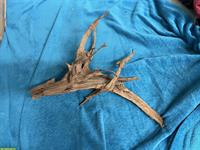 Grosse Mangrovenwurzel fürs Aquarium