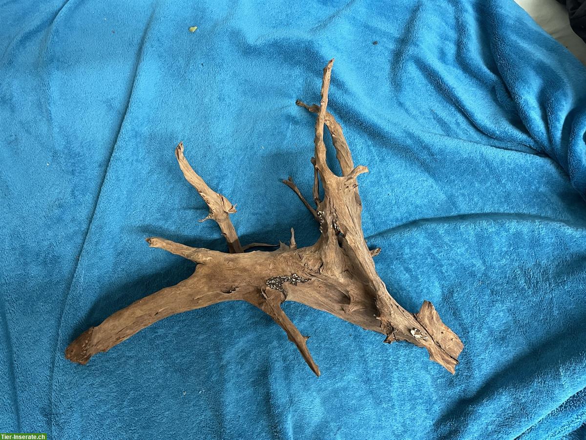 Bild 2: Grosse Mangrovenwurzel fürs Aquarium