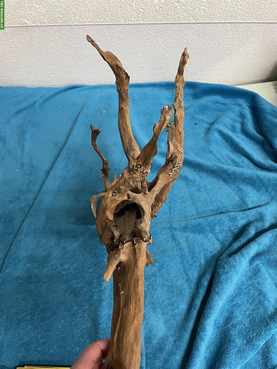 Bild 3: Grosse Mangrovenwurzel fürs Aquarium