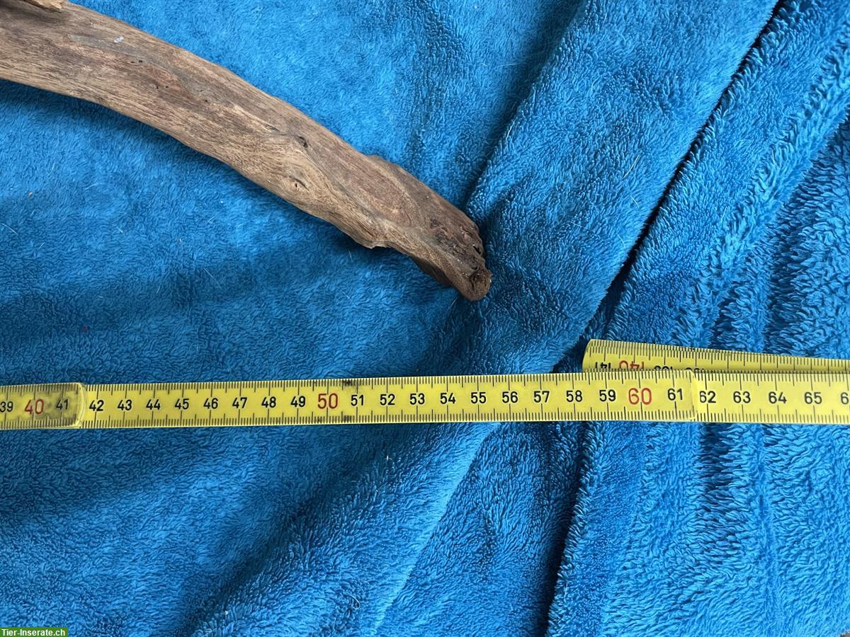 Bild 4: Grosse Mangrovenwurzel fürs Aquarium